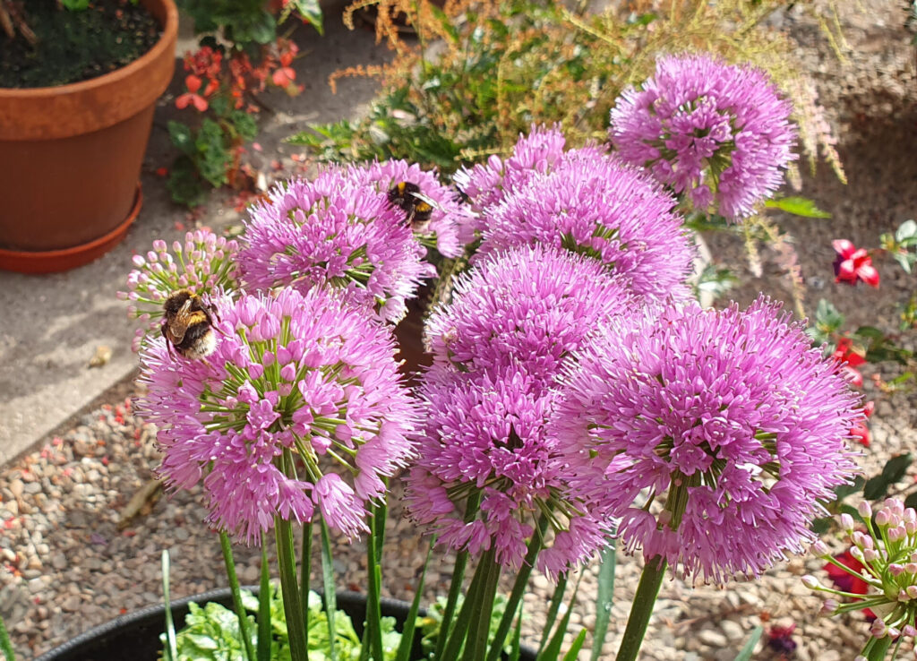 Flowers with bees in a garden